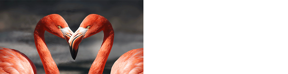 Flamants_roses_GIF.gif.085cda34918cfa20d256c9eea43ee2b6.gif