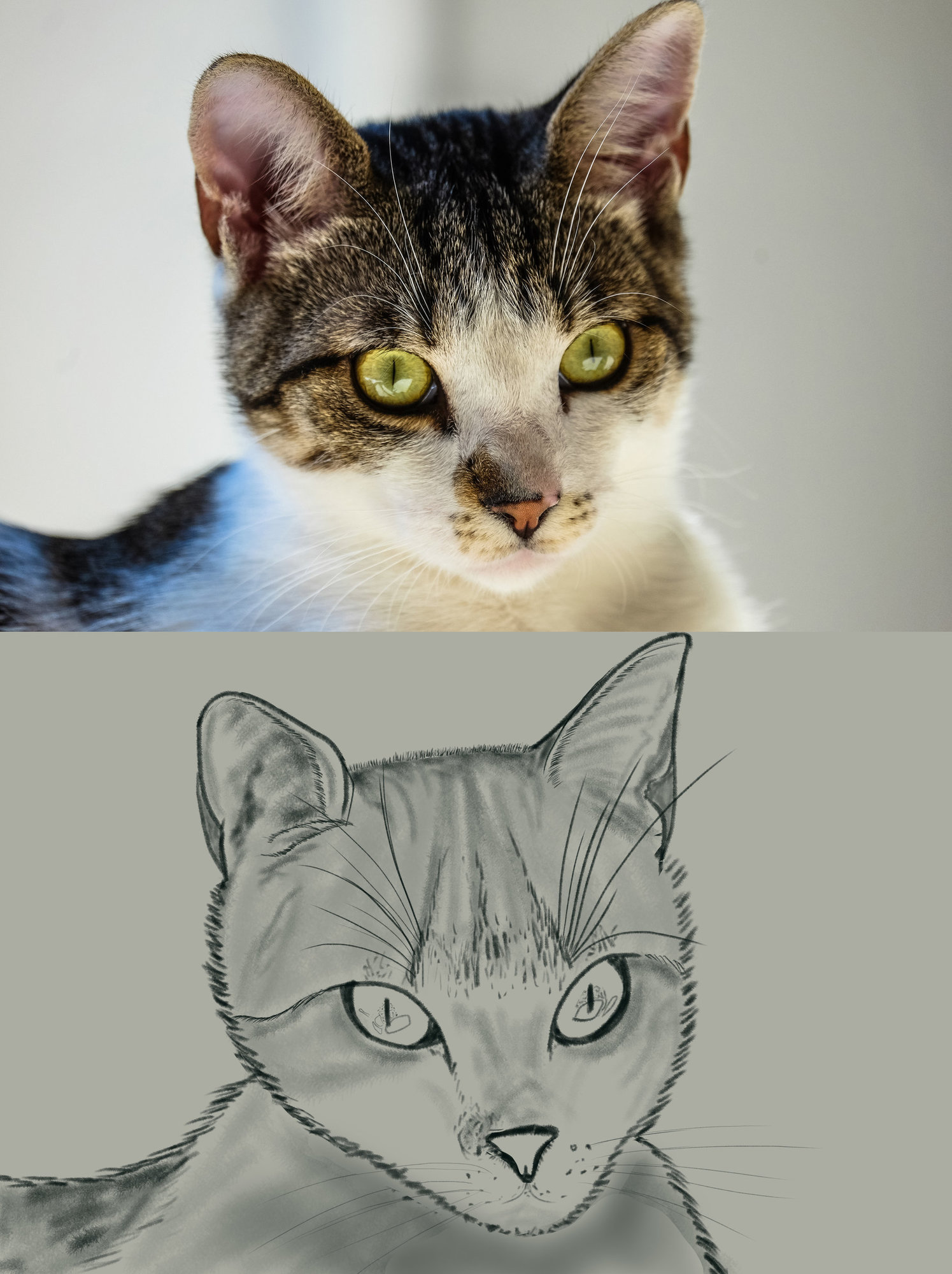 croquis chat modifié.jpg