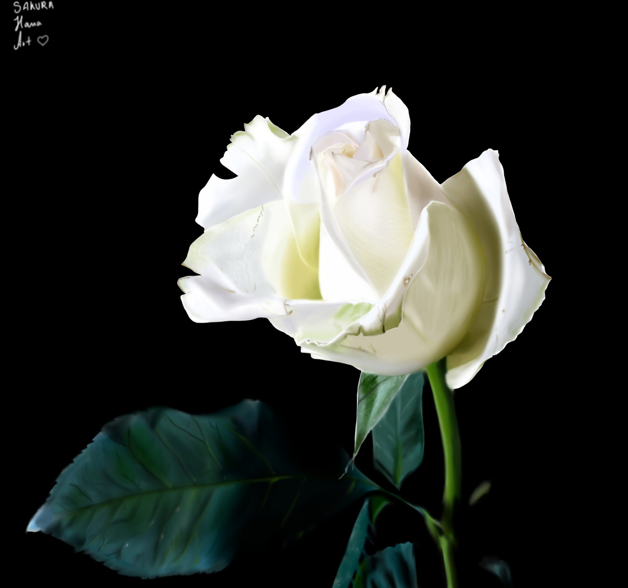 sakura hana work exercice_lasso2 rose.jpg