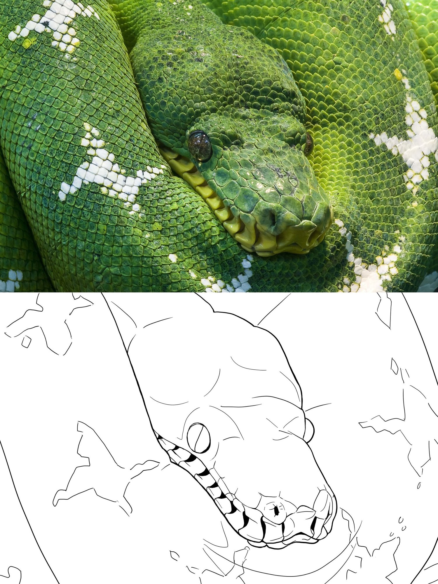 croquis_snake_lu.jpg