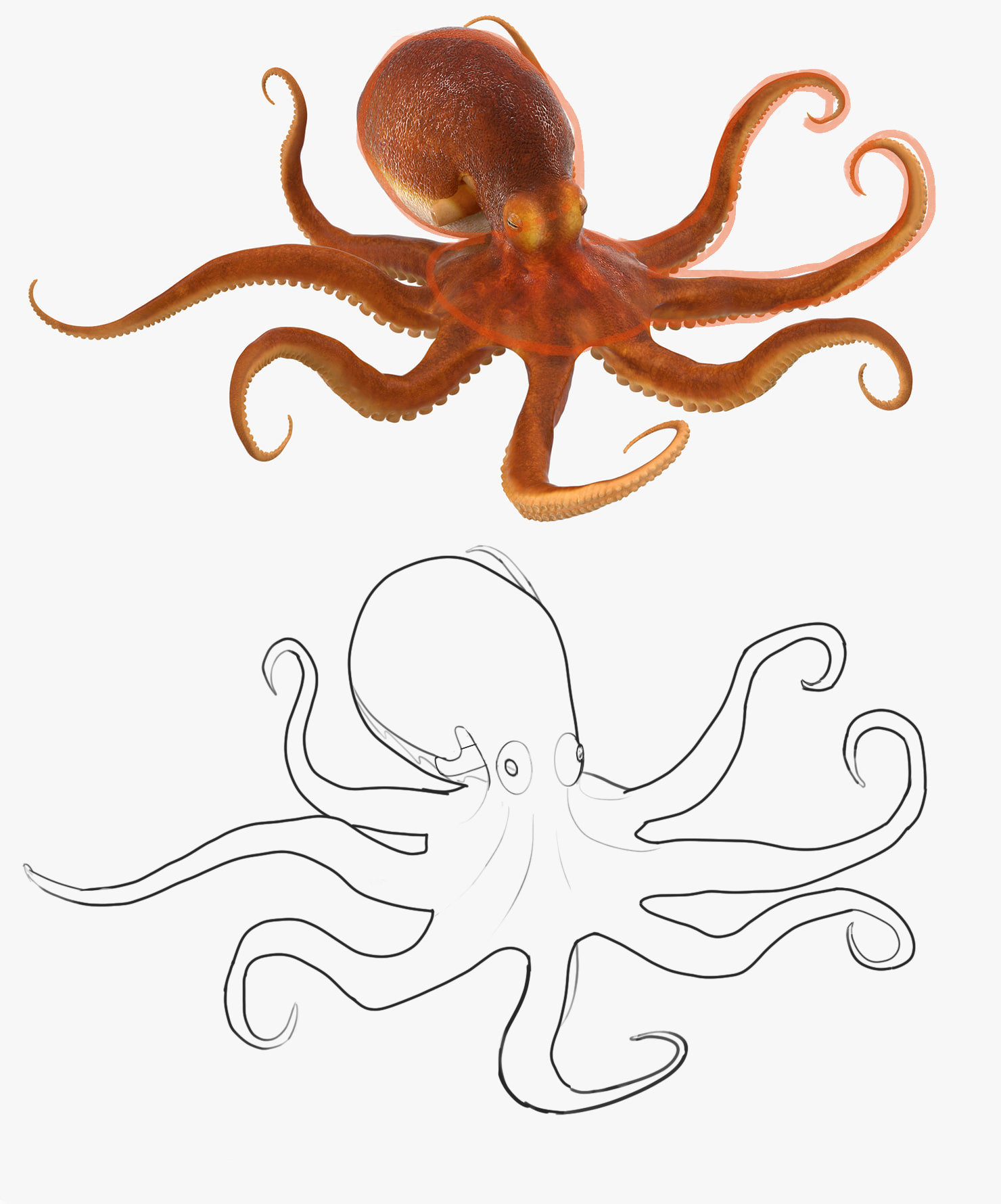 octopus-croquis.jpg.0fbe13bcc49a9edf0d241711bd3a9c4b.jpg