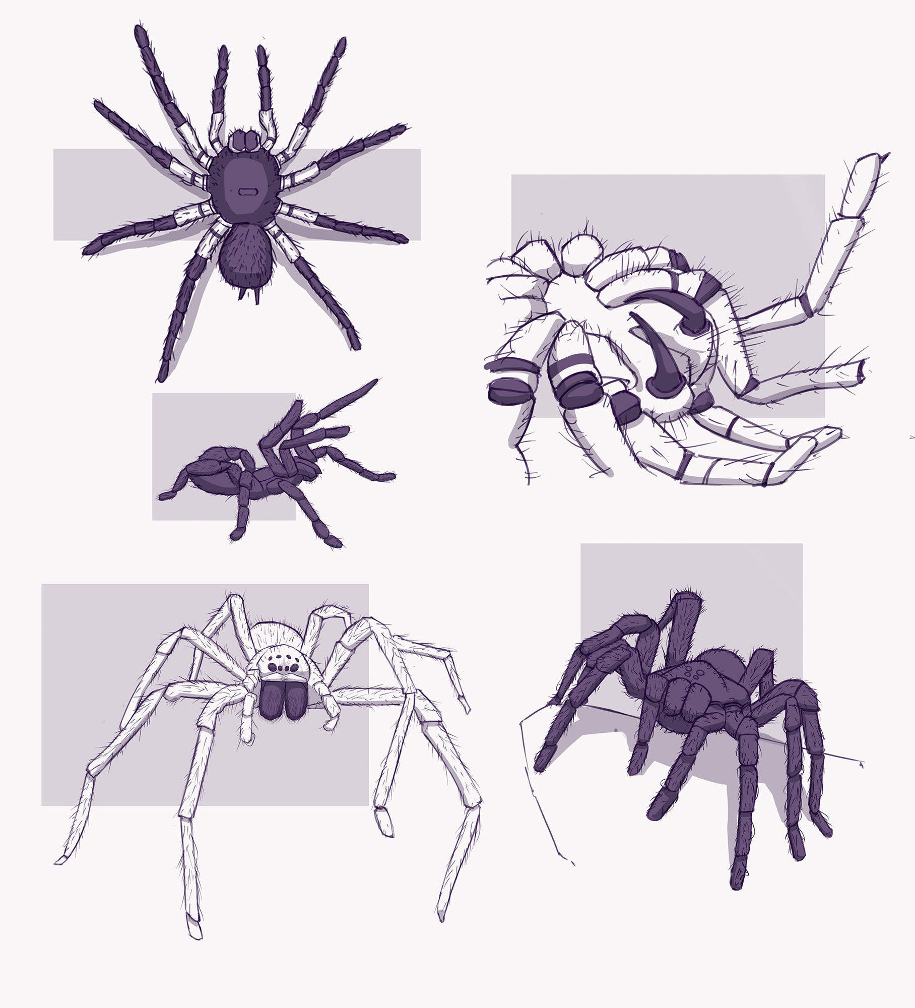 spider_sketch.thumb.jpg.d36bea78735c05dfe7c4cdd3607e43aa.jpg