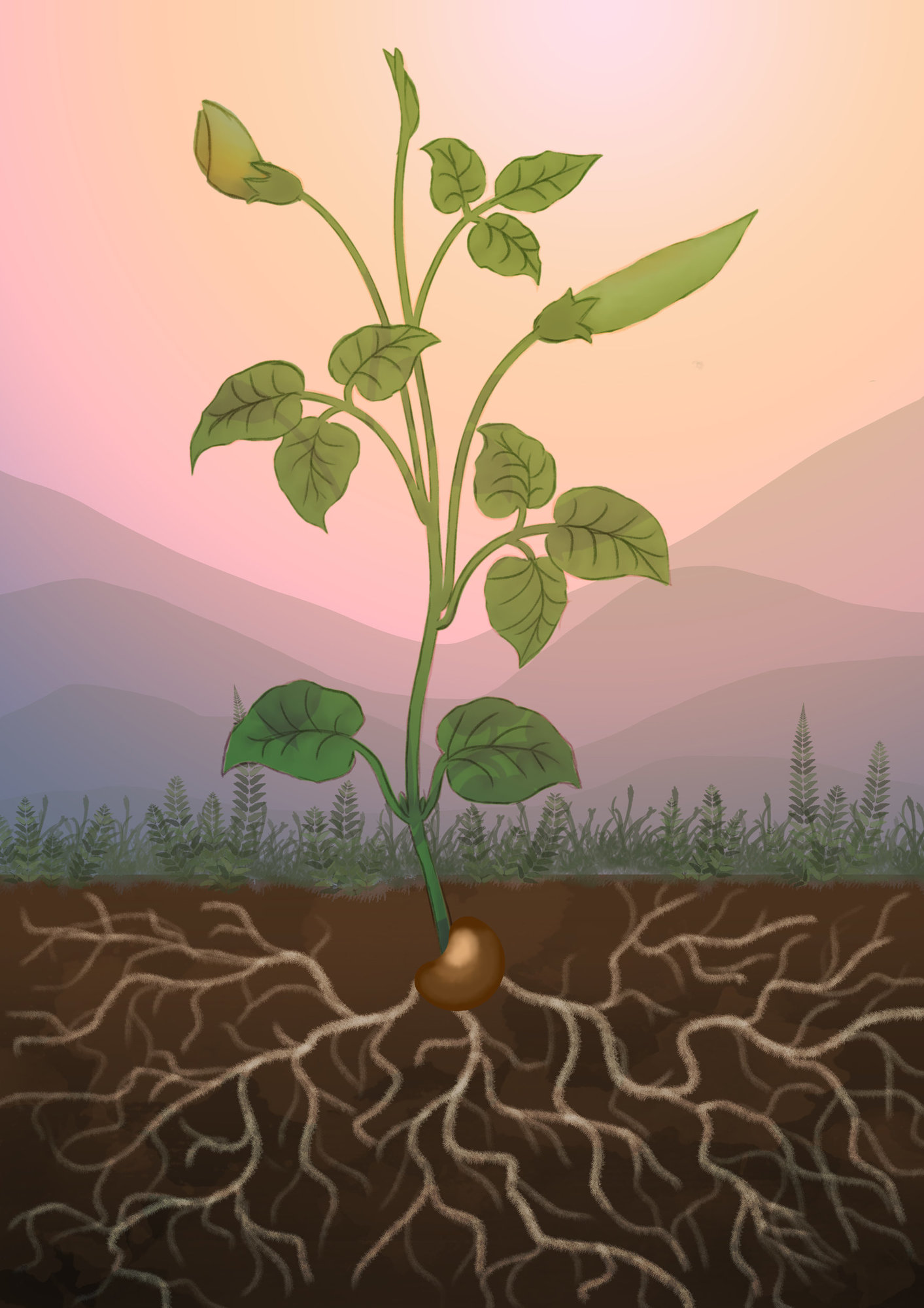 2019 11 07 Exercice 1 de référence LE CYCLE DE LA GRAINE 2.jpg