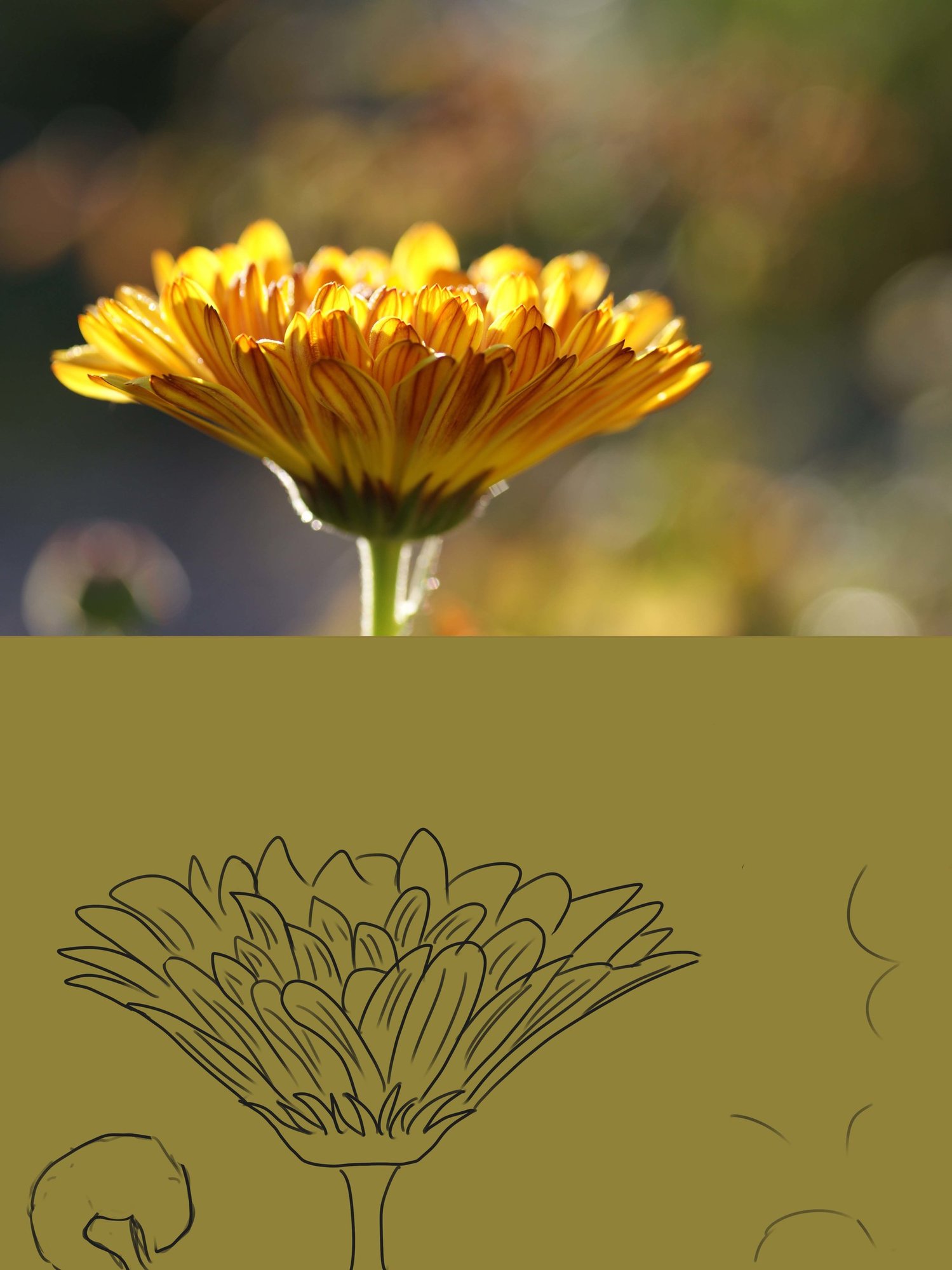 ex 1 fleur jaune .jpg