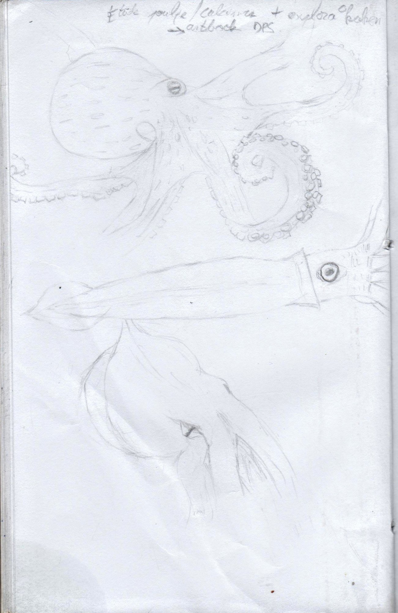 etude poulpe calamar explo kraken.jpeg