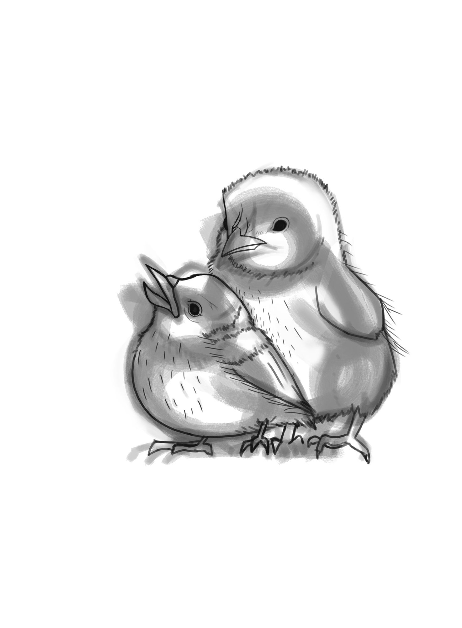 Oiseaux Lisa Croquis.jpg