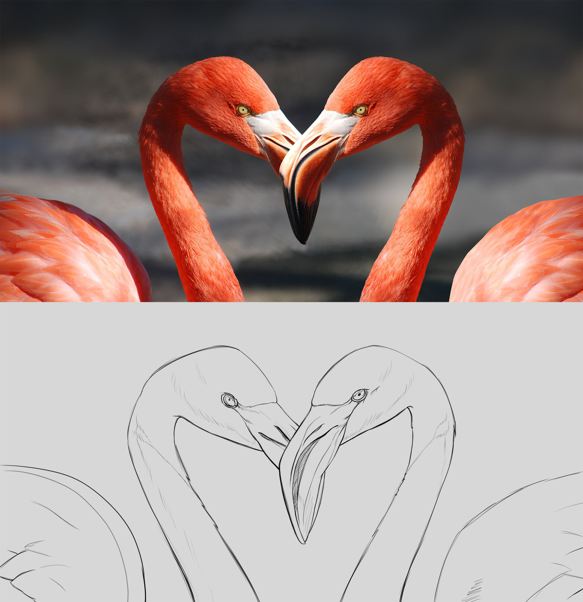 5flamingo-valentine-heart-valentine-s-day-39627.jpg