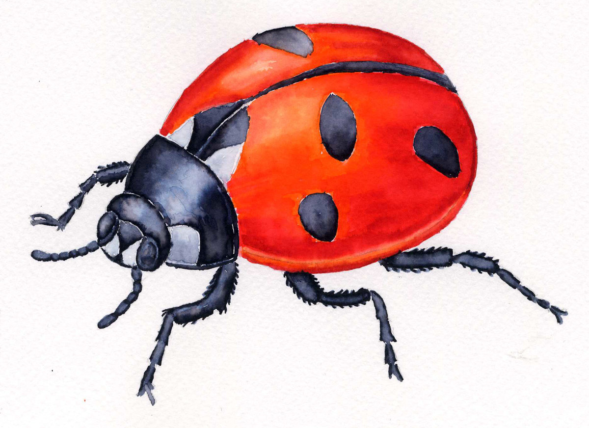 coccinnelle.jpg.d777cb0afaceaf7b83baa9a6851c45be.jpg