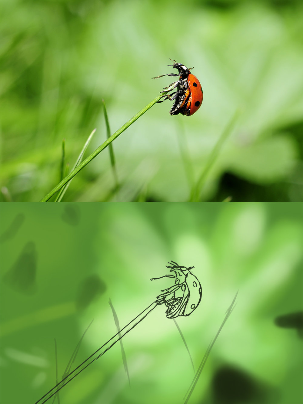 587793695_ladybug-insect-nature-meadowcopie.jpg.e114e0a0e4516d16bddcb3b52802a0ff.jpg