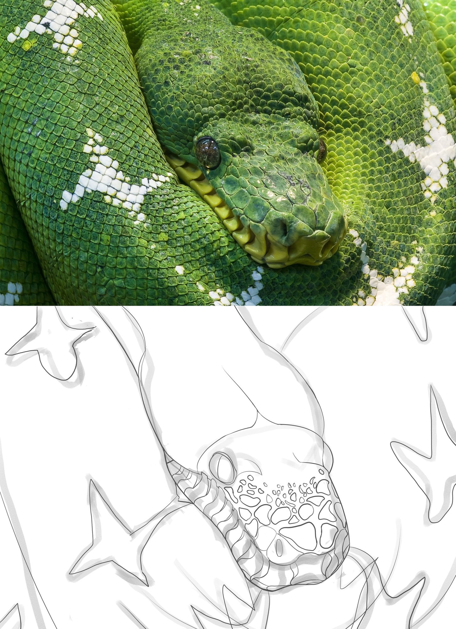 Python croquis.jpg