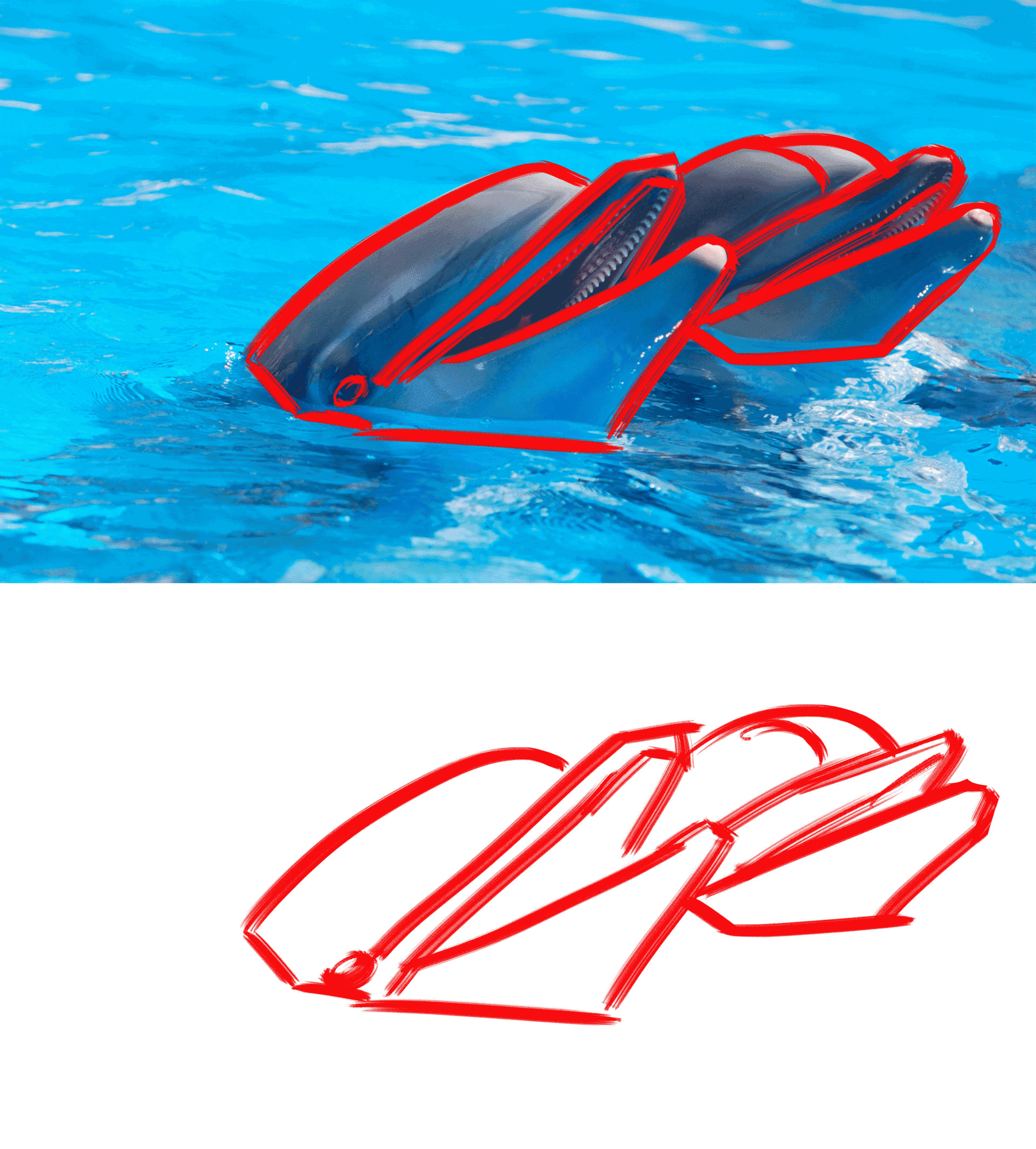 Dauphins_Croquis_à_partir_de_formes_Etape_GIF.gif