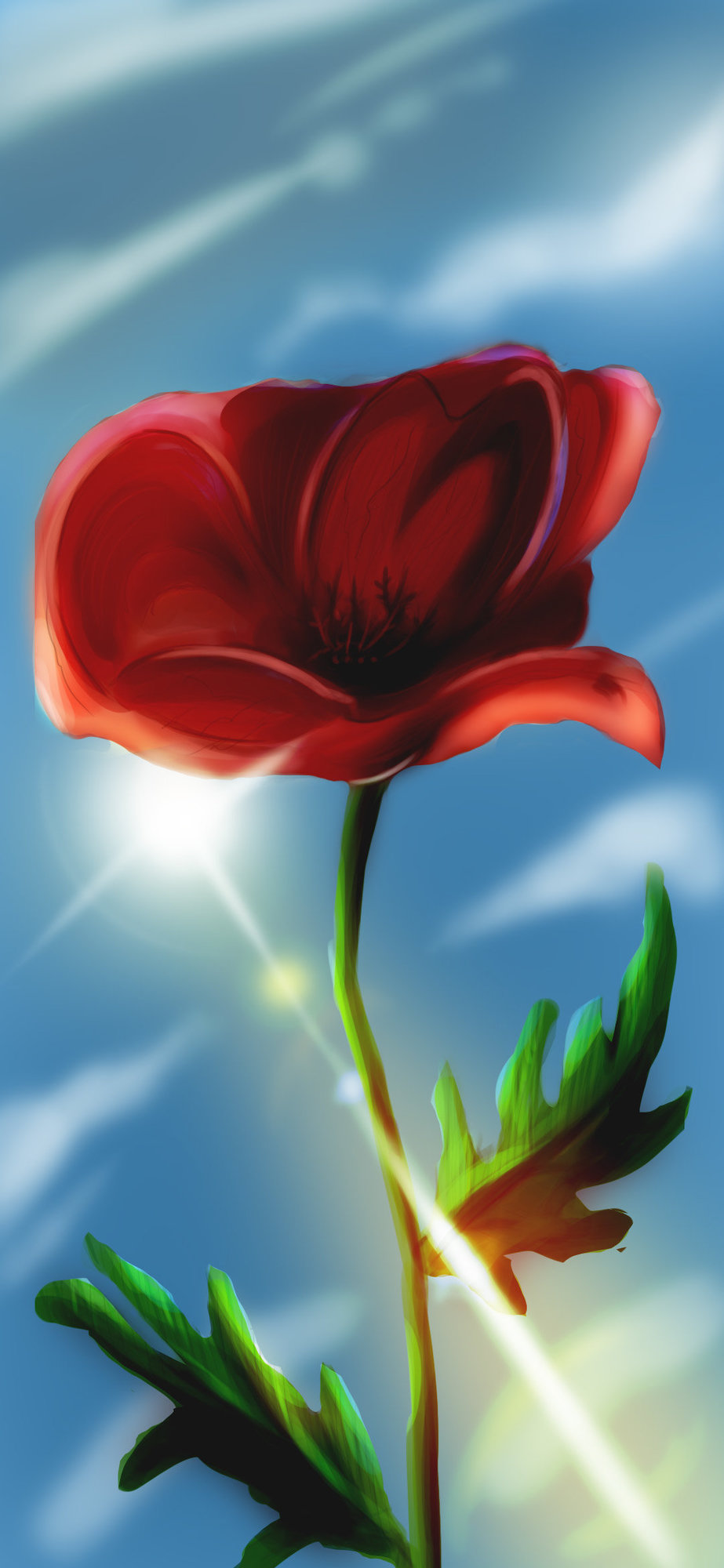 coquelicot.jpg
