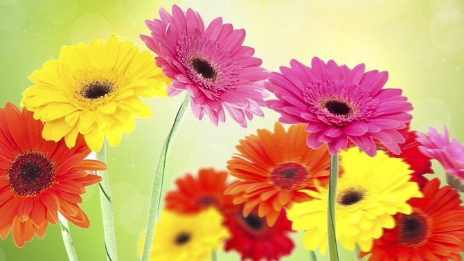 gerbera.jpg.5cf6f0ed4017a1ca1df5f0f415433098.jpg