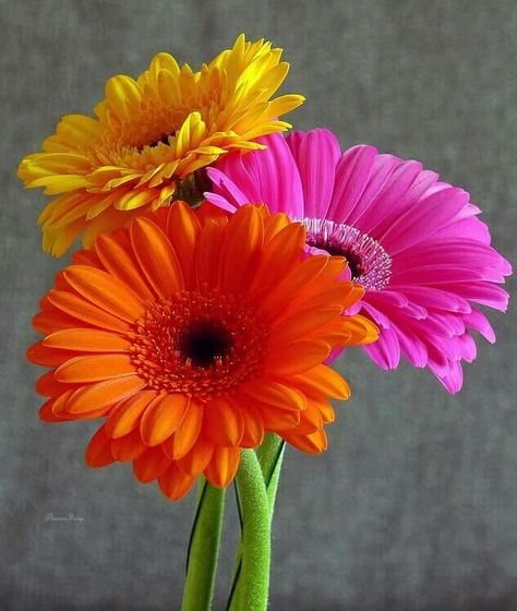gerbera2.jpg.71363599862548d82466fdb3344bb75a.jpg