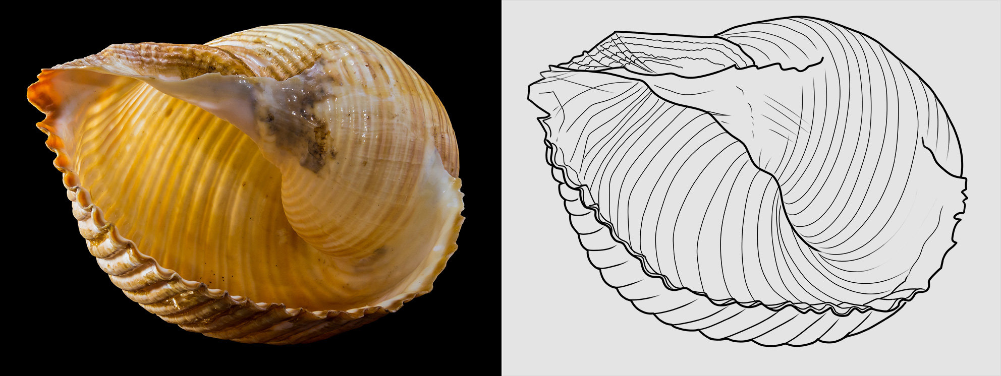 shell-maline.jpg.8a3a1758e58bc5c366821342441b6206.jpg
