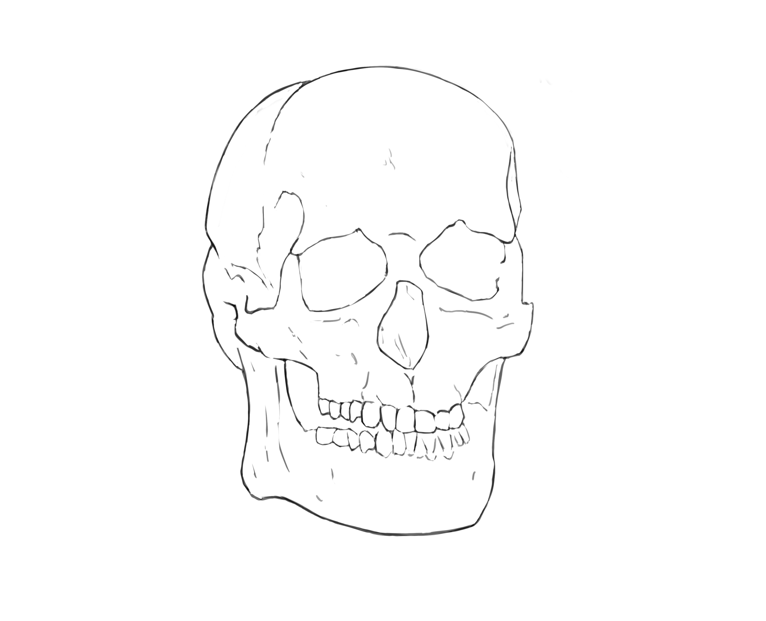 croquis squelette.png