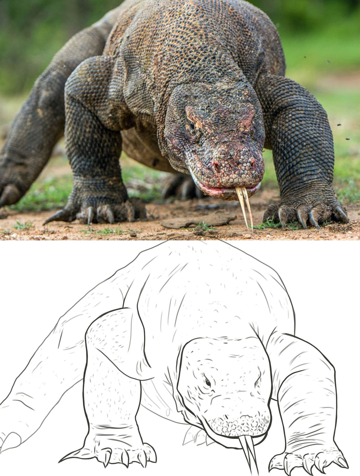 croquis komodo.jpg