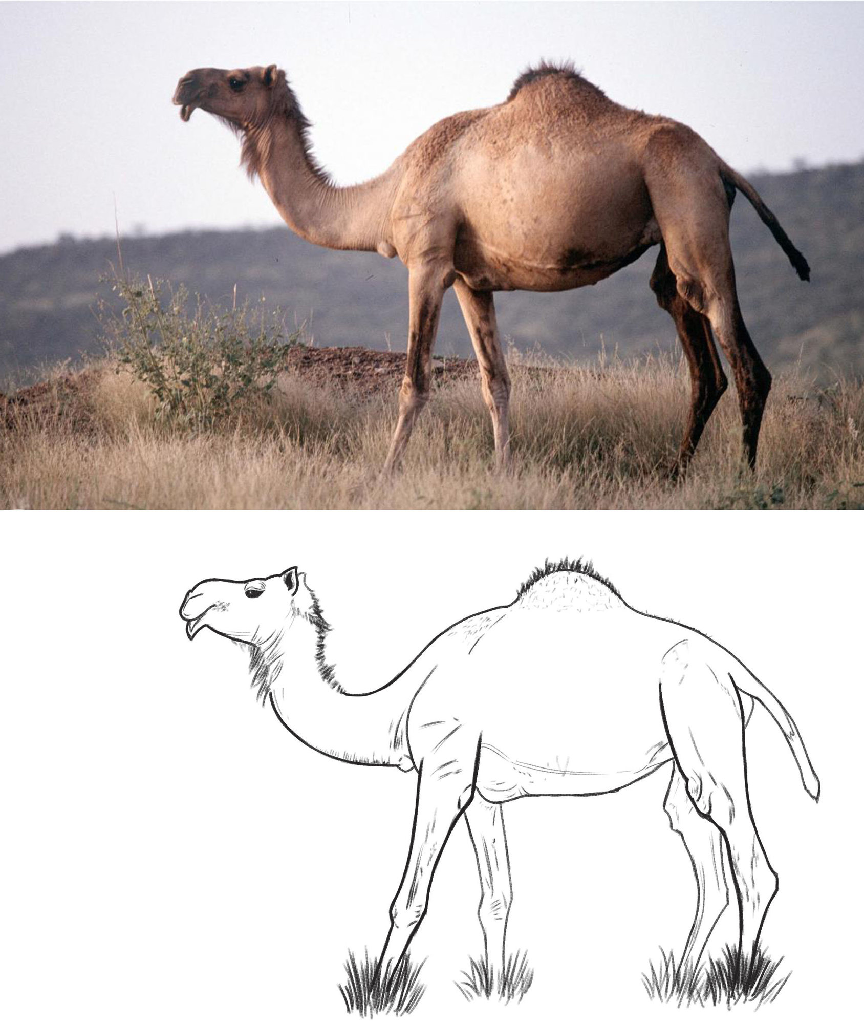 croquis chameaux.jpg