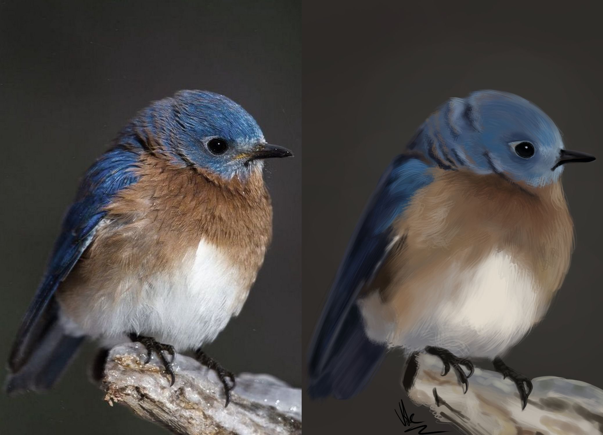 Bluebird.jpg.8730320cf95b69d54e23e7866a8059ec.jpg