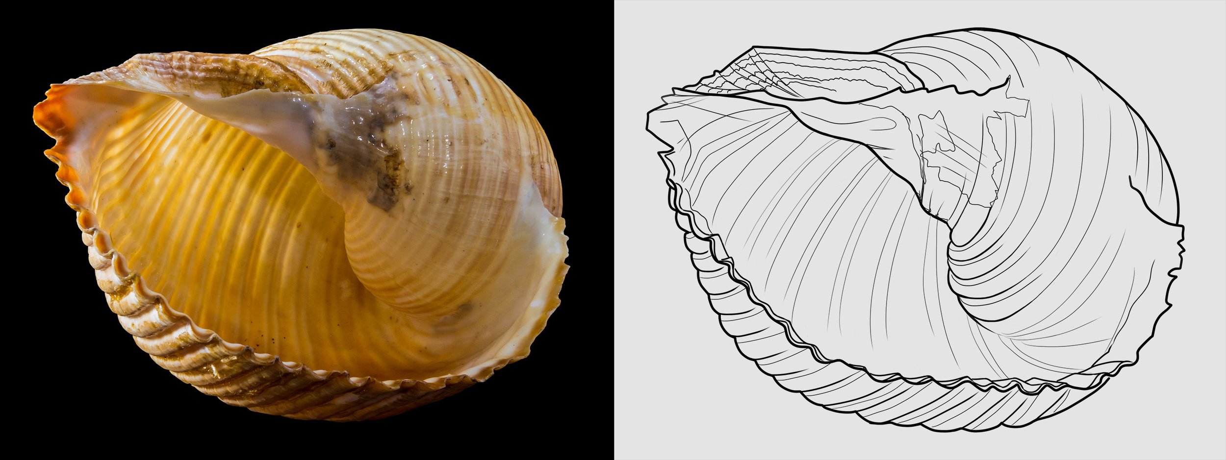shell-snail-shell-snail-60711.jpg.c75f1aa876468bbe7f22deff1e0cd572.jpg