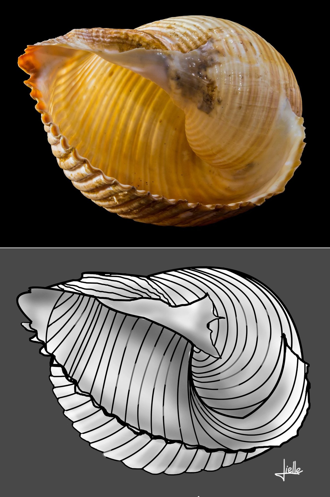 shell.jpg