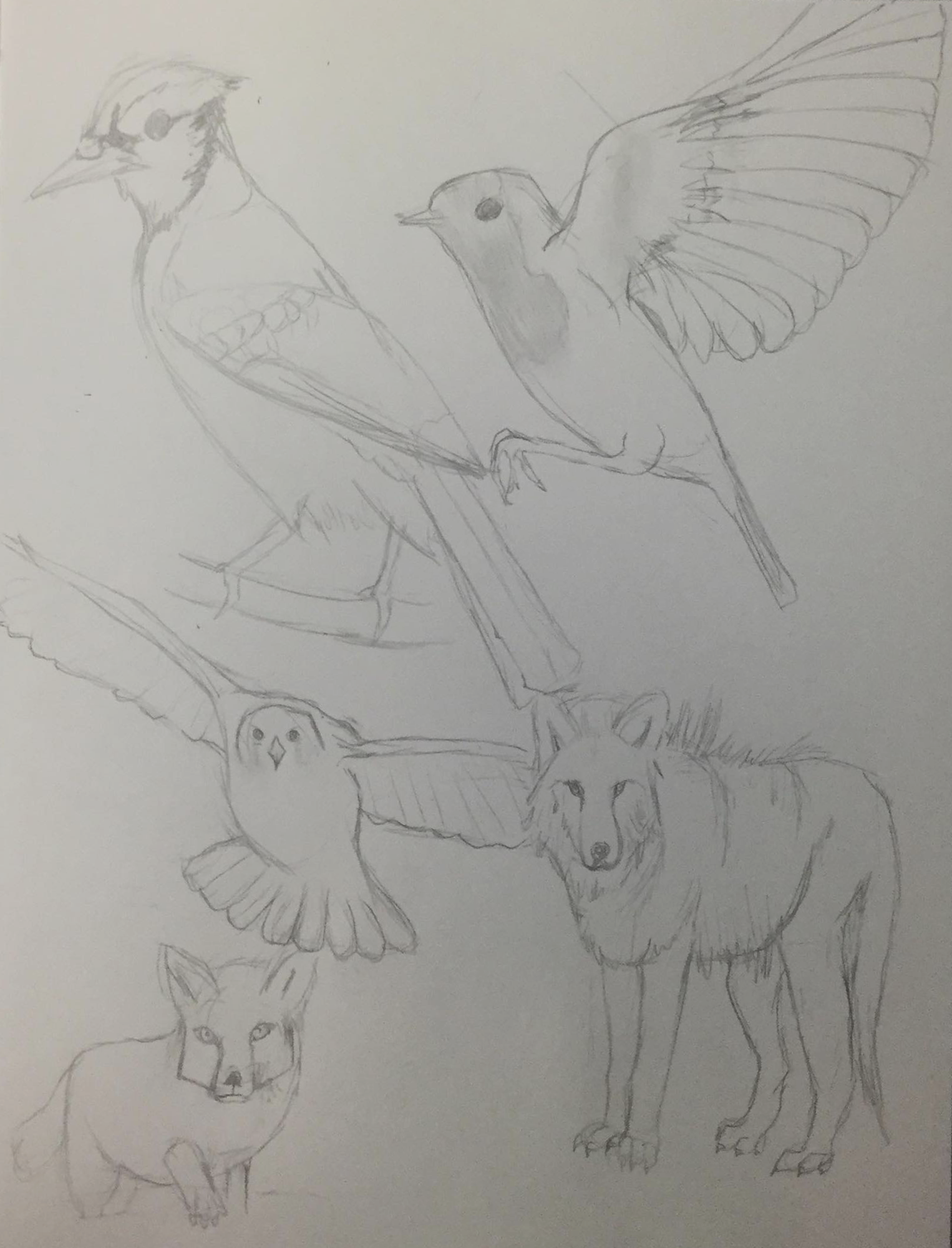 croquis d'animaux.png