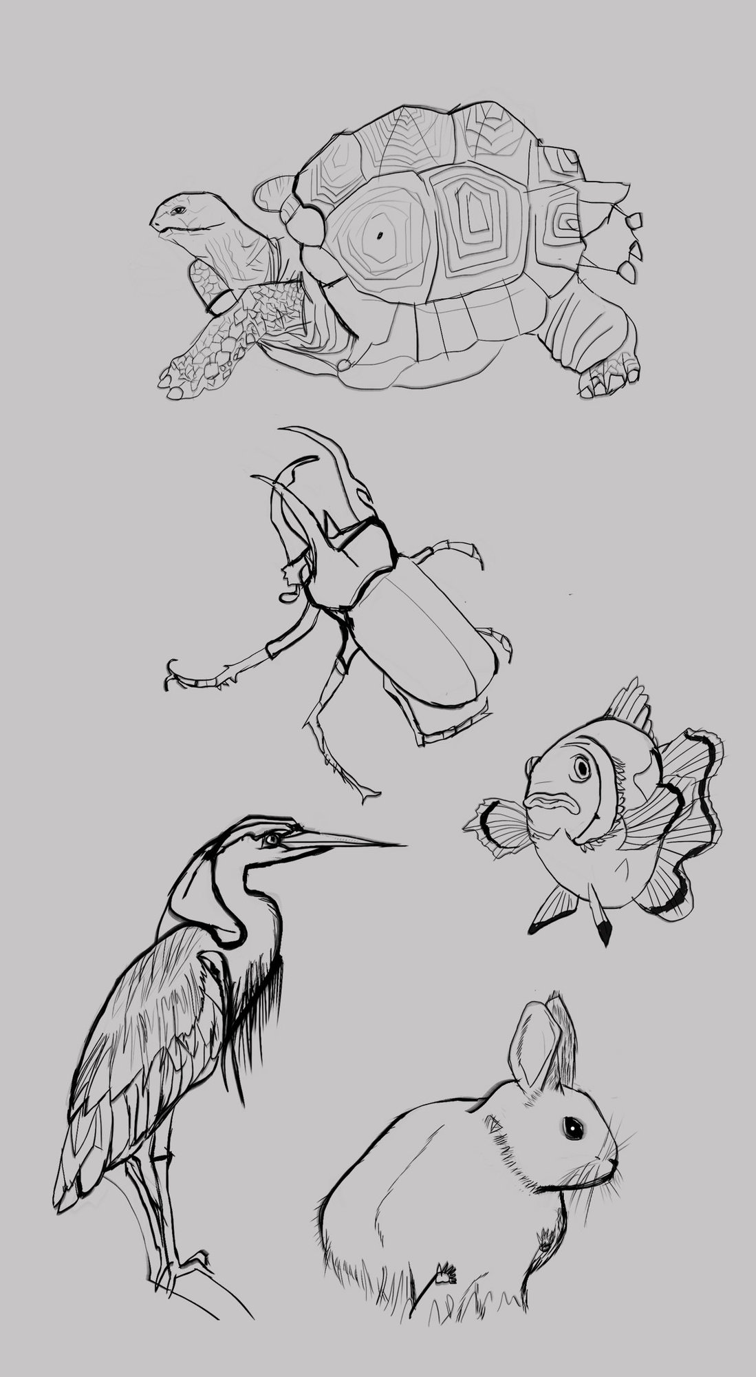 croquis d'animaux.jpg