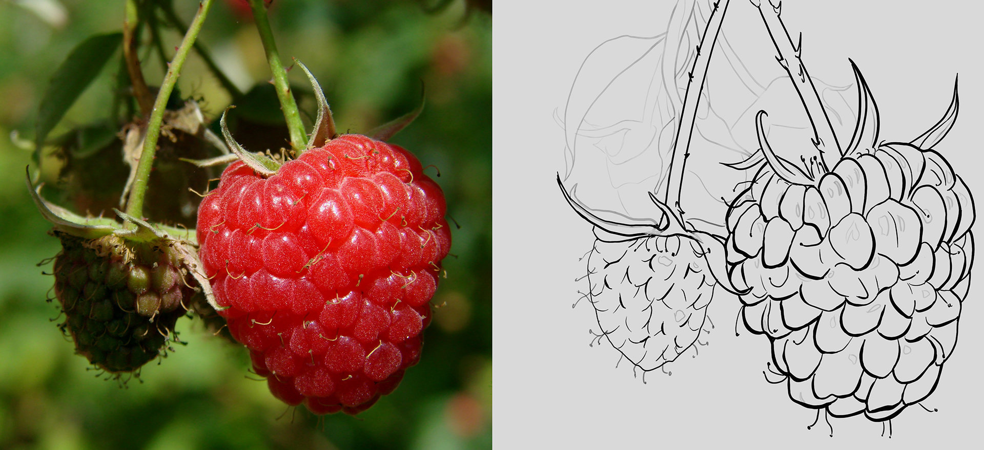 raspberry-berry-fruit-red-40754_correction.jpg.6f6fc8768b21ef340f124e35e793d9bd.jpg