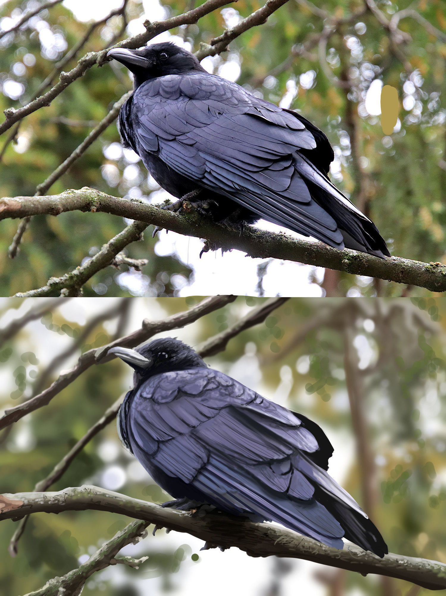 étude corneille.jpg