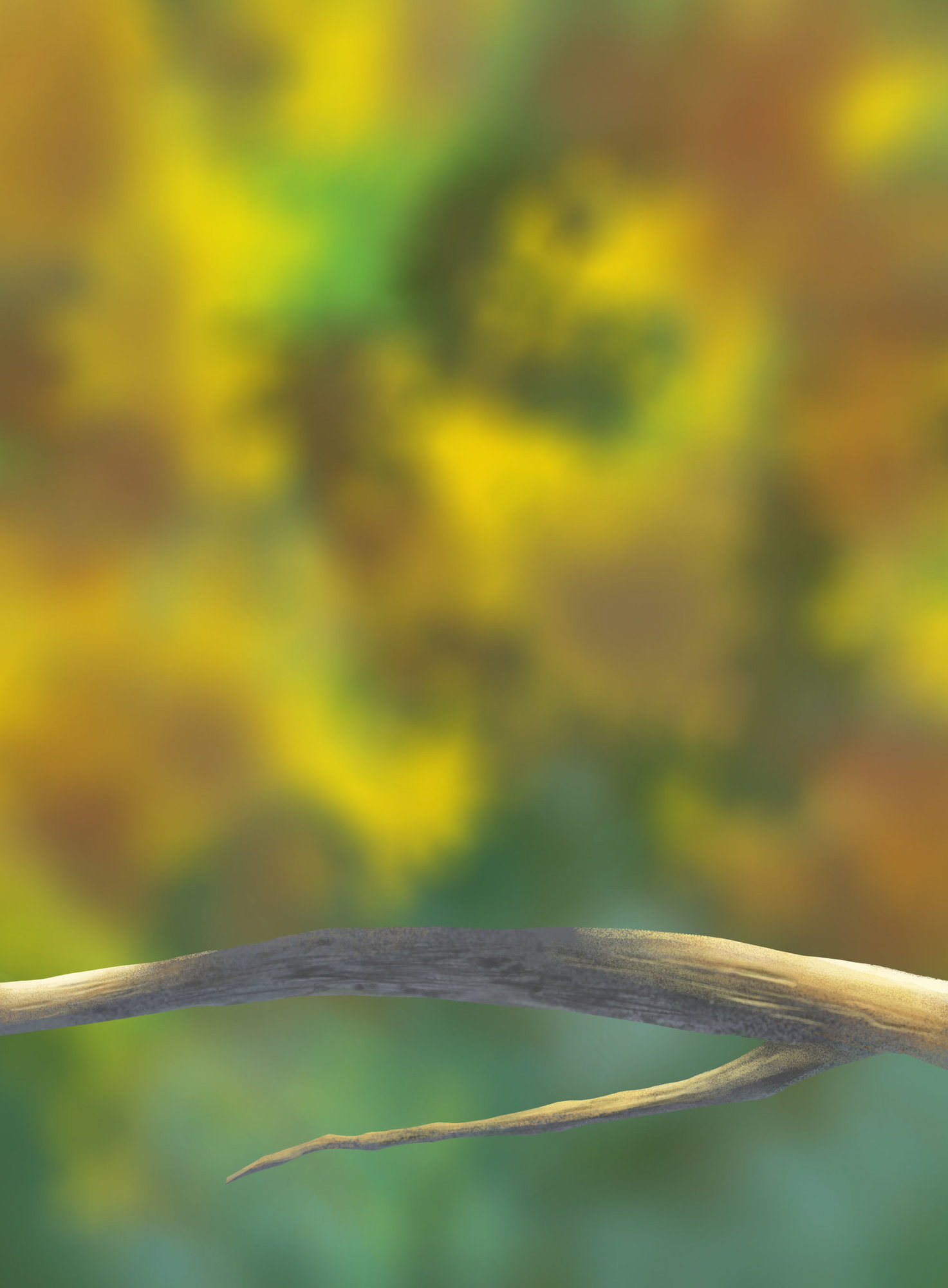 illustration des oisillons p1.jpg