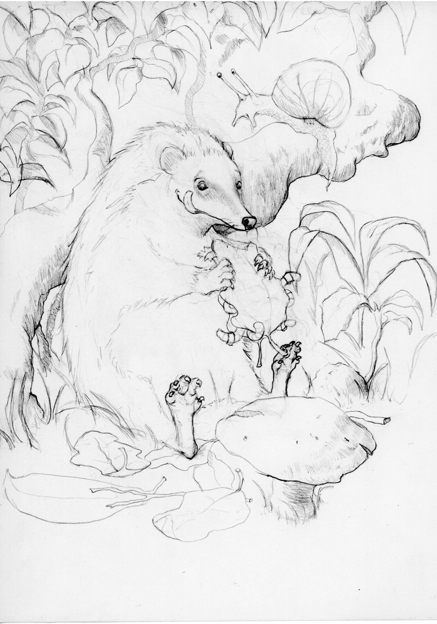 le hérisson en digital croquis préparatoire.jpg