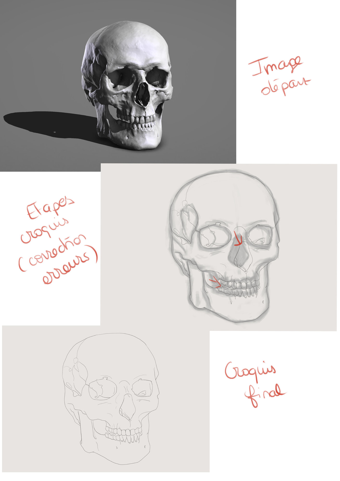 Etude crâne complète.jpg