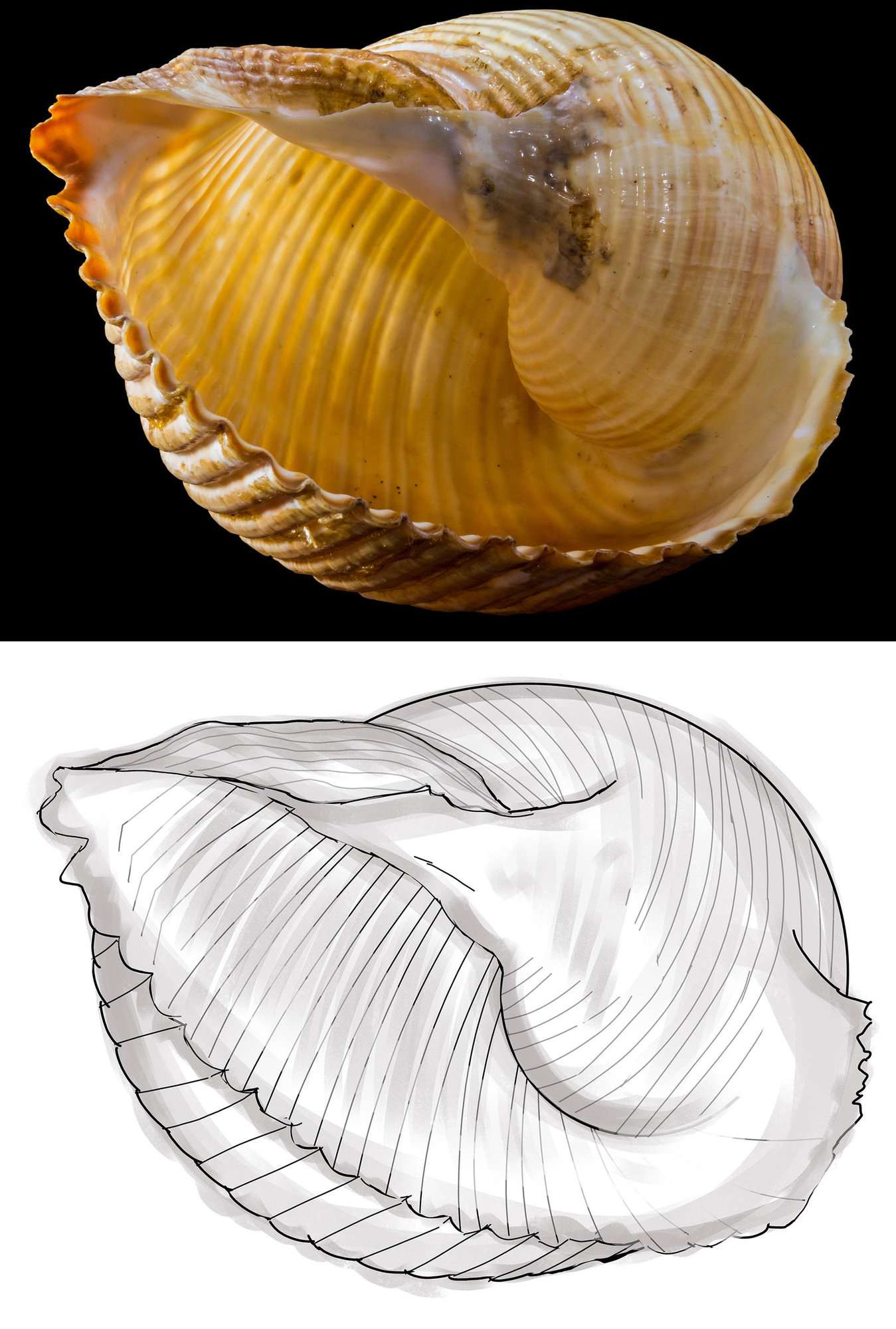 Sans titre-coquille.jpg