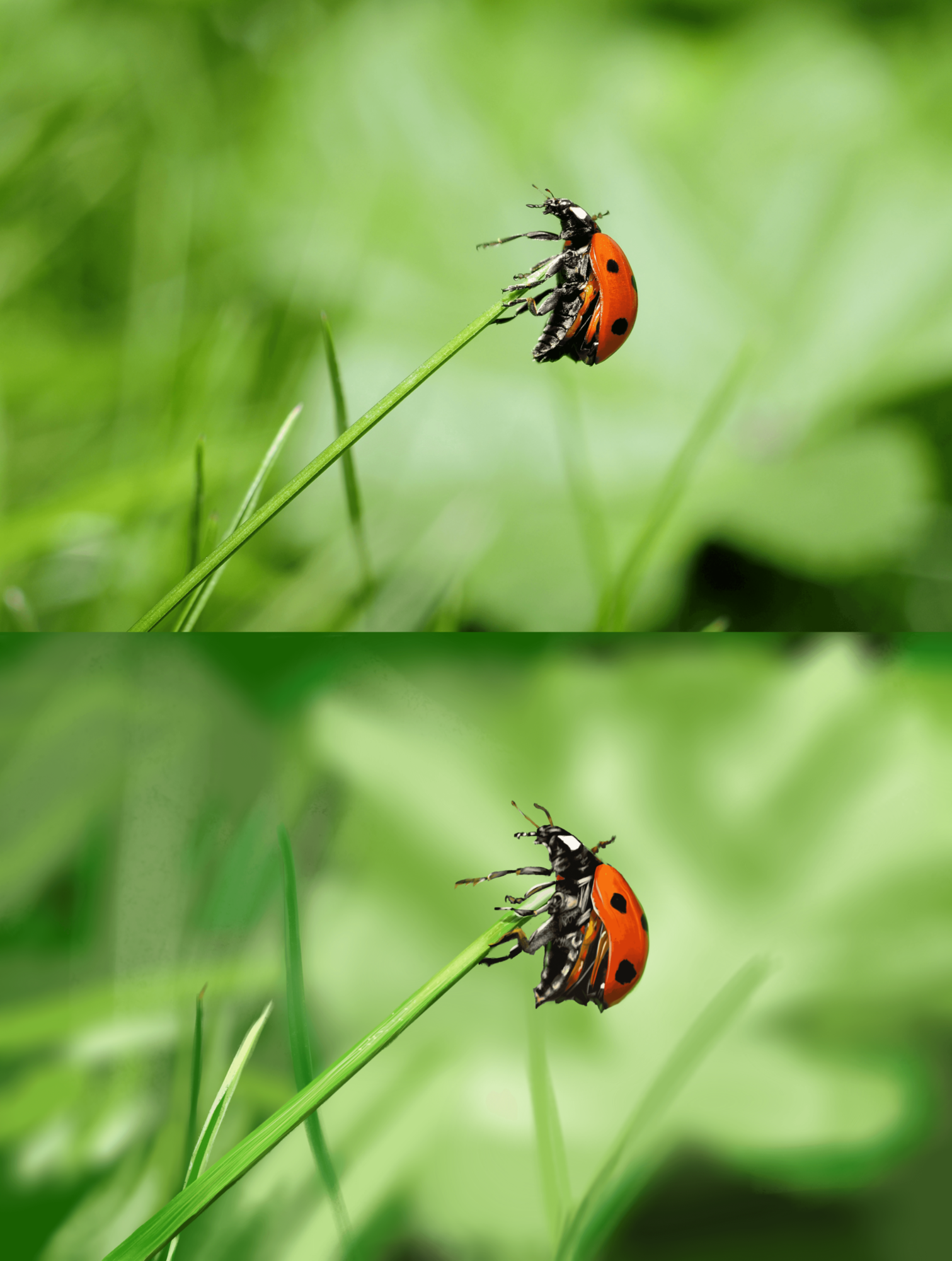 Ladybug 1.4.png