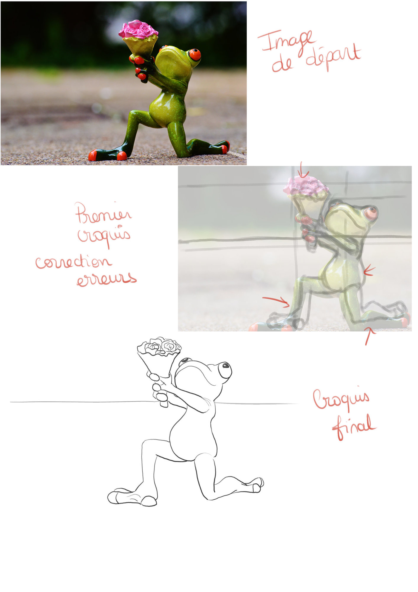 Etude grenouille complète.jpg