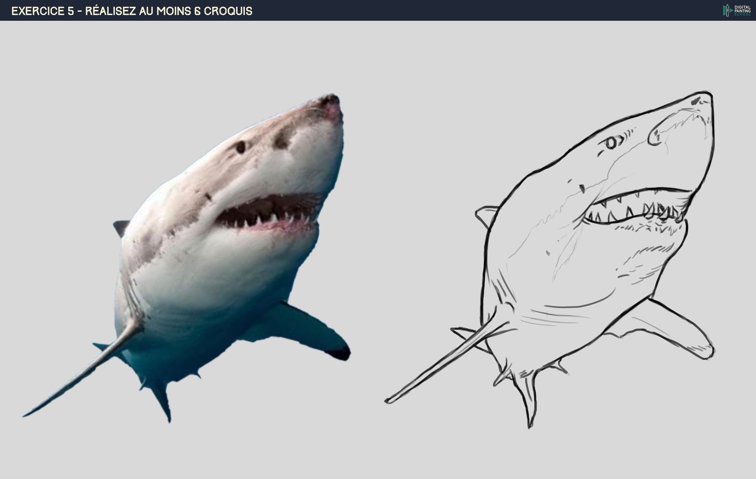 DPS-Prog-1-2-exercice5-1Shark.jpg.2be0c810c6060d16fa514f8c34ca2c40.jpg