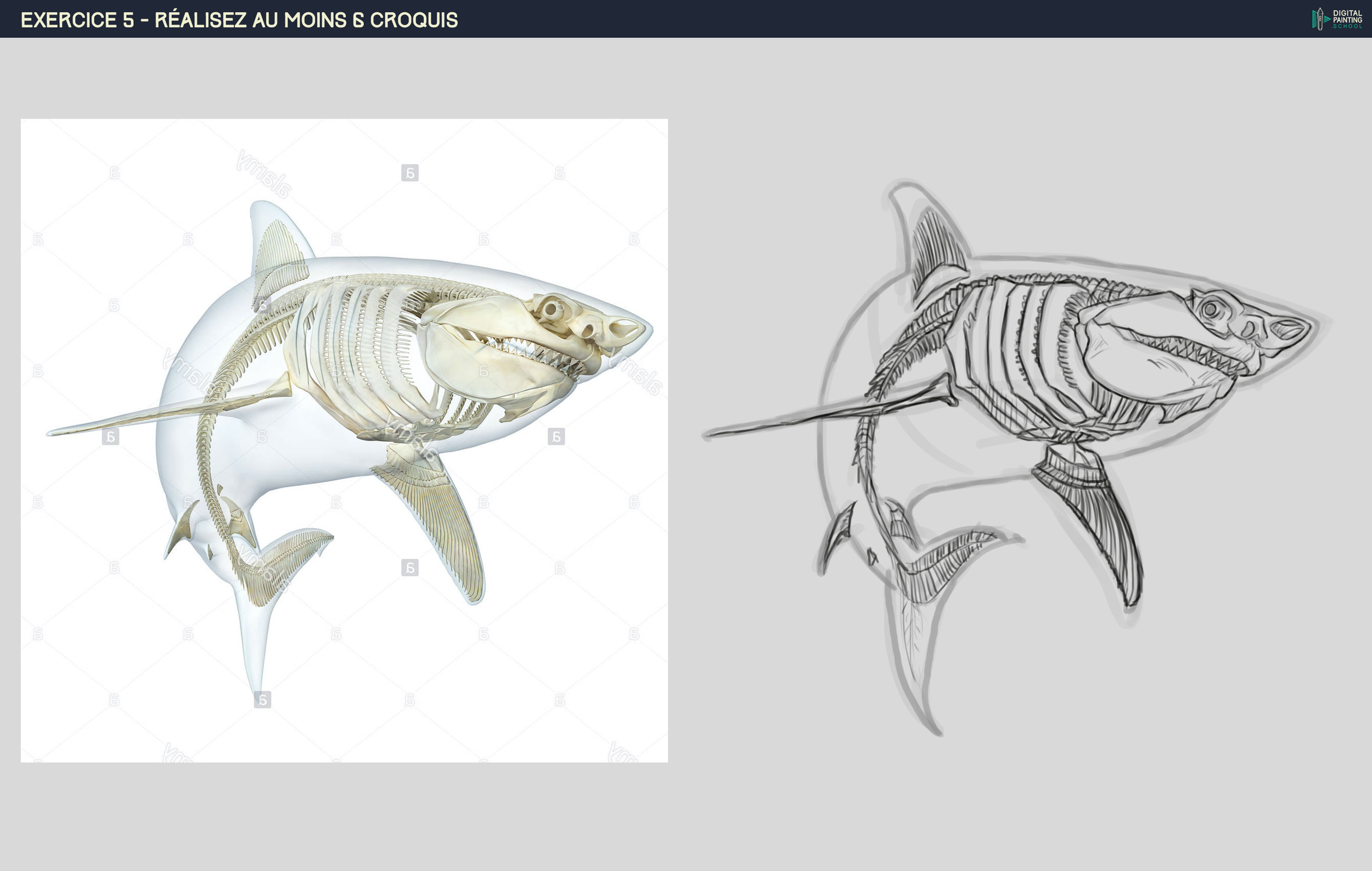 DPS-Prog-1-2-exercice5-Sharkskull.jpg.27a55c2ae6b6d36c15fa3b06bf25458e.jpg