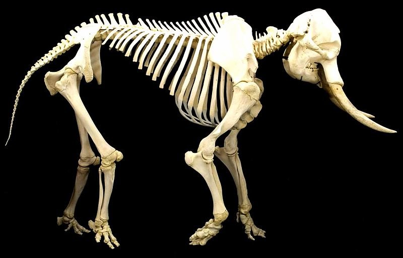 800px-Elephant_skeleton.jpg.11e629628fcba19543b156a65c358304.jpg