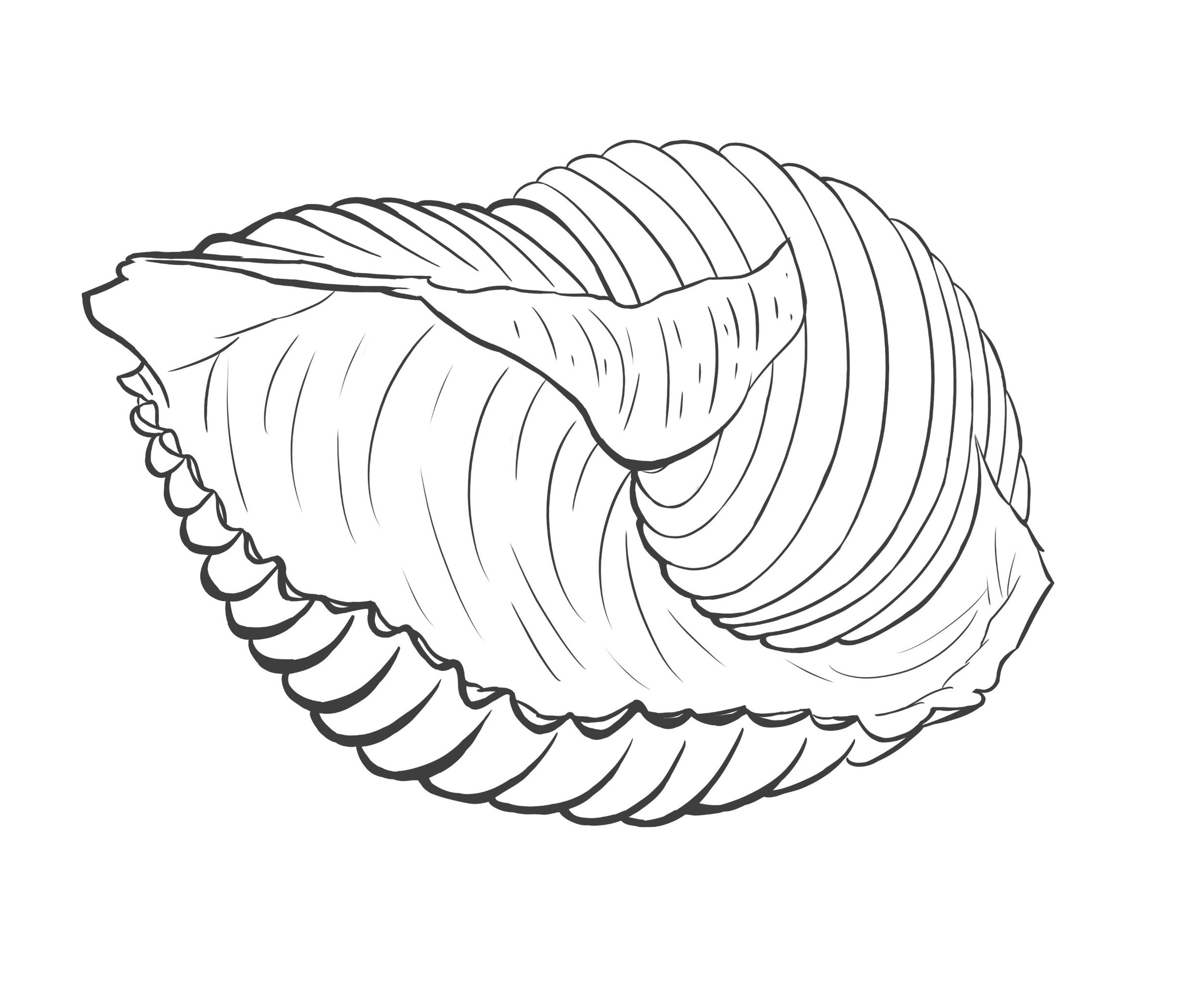 snail croquis seul.jpg