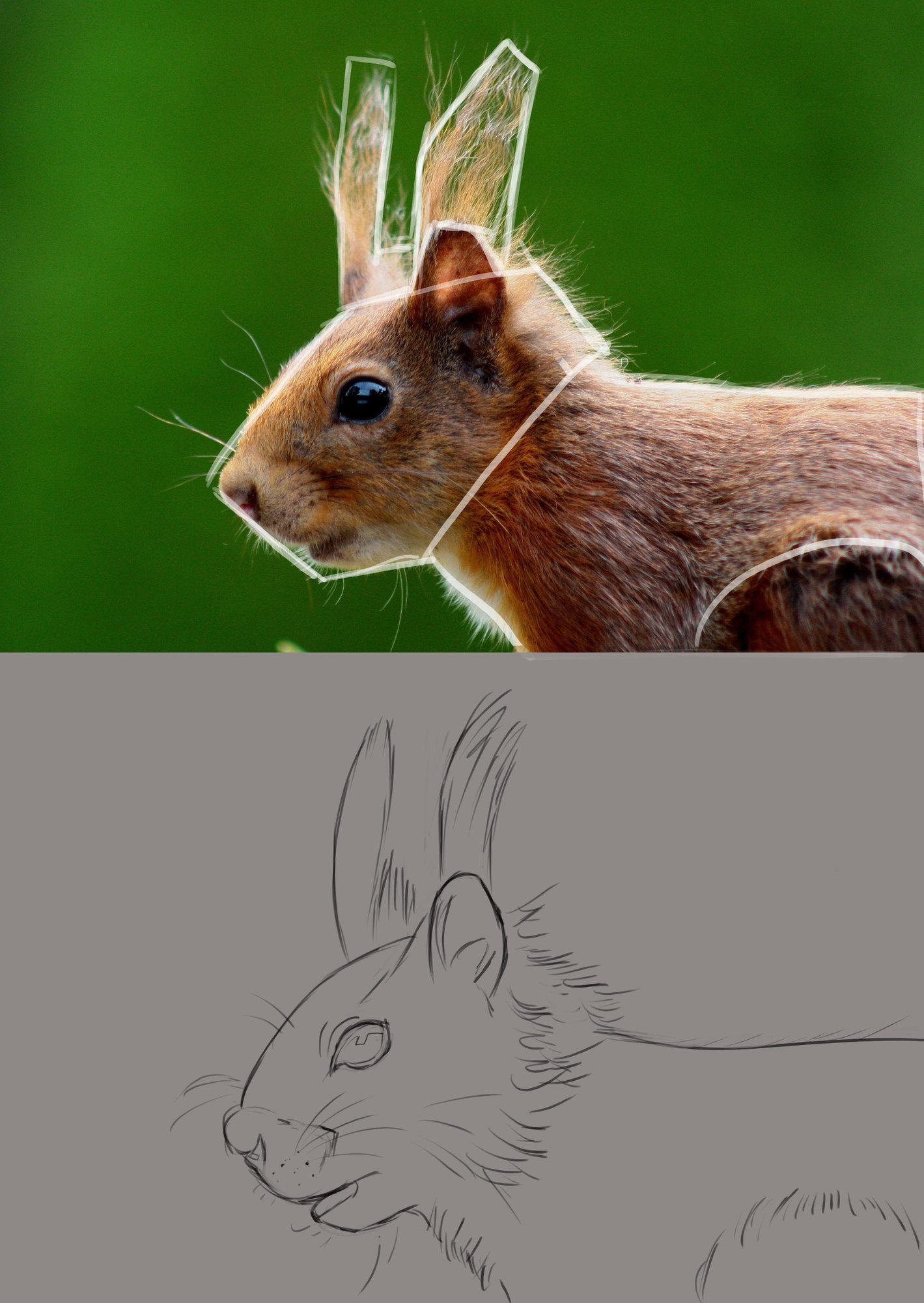 crouis écureils.jpg