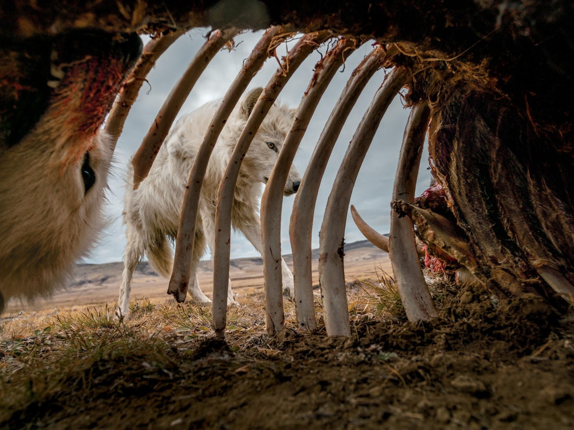 548325638_RonanDonovan_muskox-carcass-arctic-wolves.adapt_1900.1.ImmersiveLeadHorizontal.jpg.11ea59bf4eb942da41aa46dc9b5bb54f.jpg