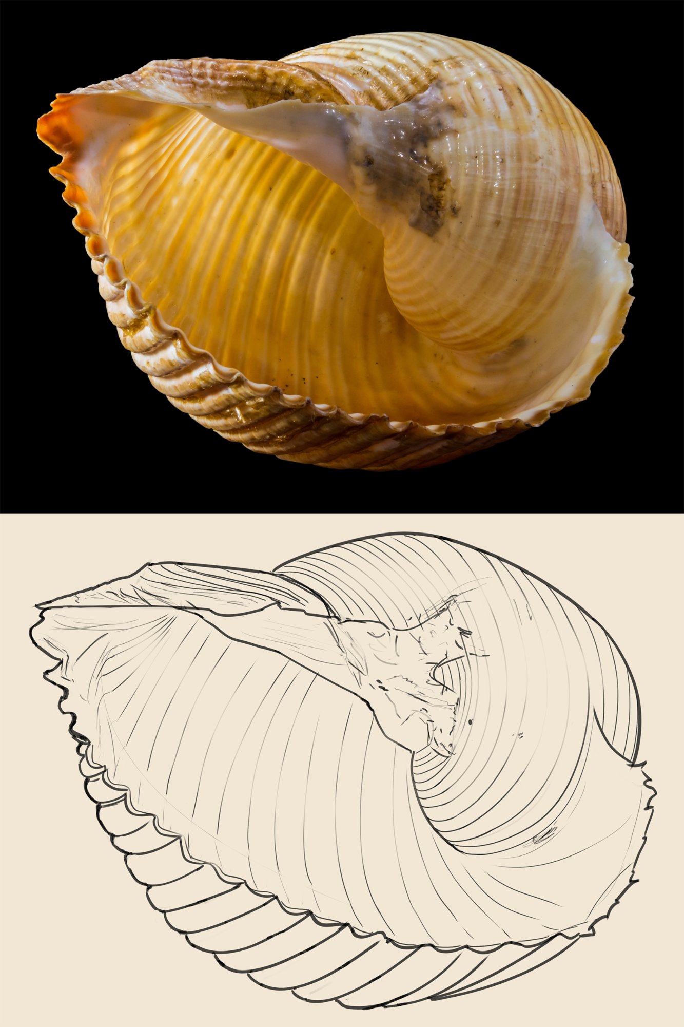 Coquillage à rendre.png
