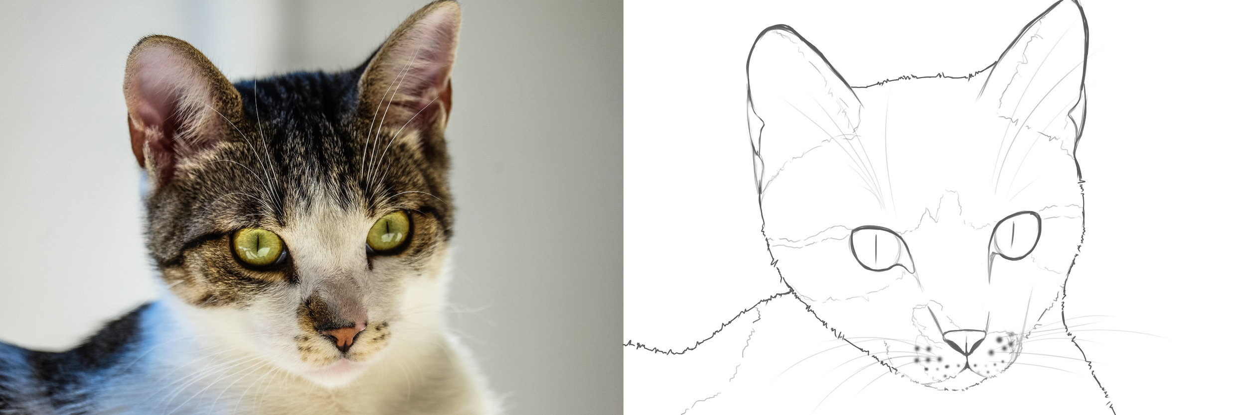 chat-croquis.jpg
