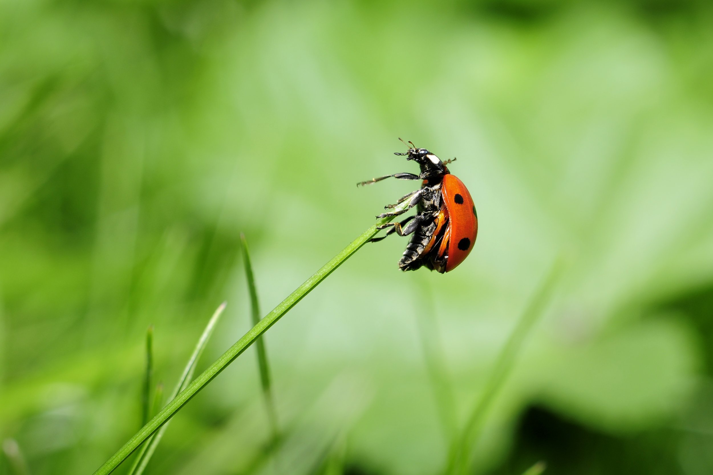 ladybug-insect-nature-meadow.jpg.d59ed6eb6193d45e92bda4bb83af5b6c.jpg