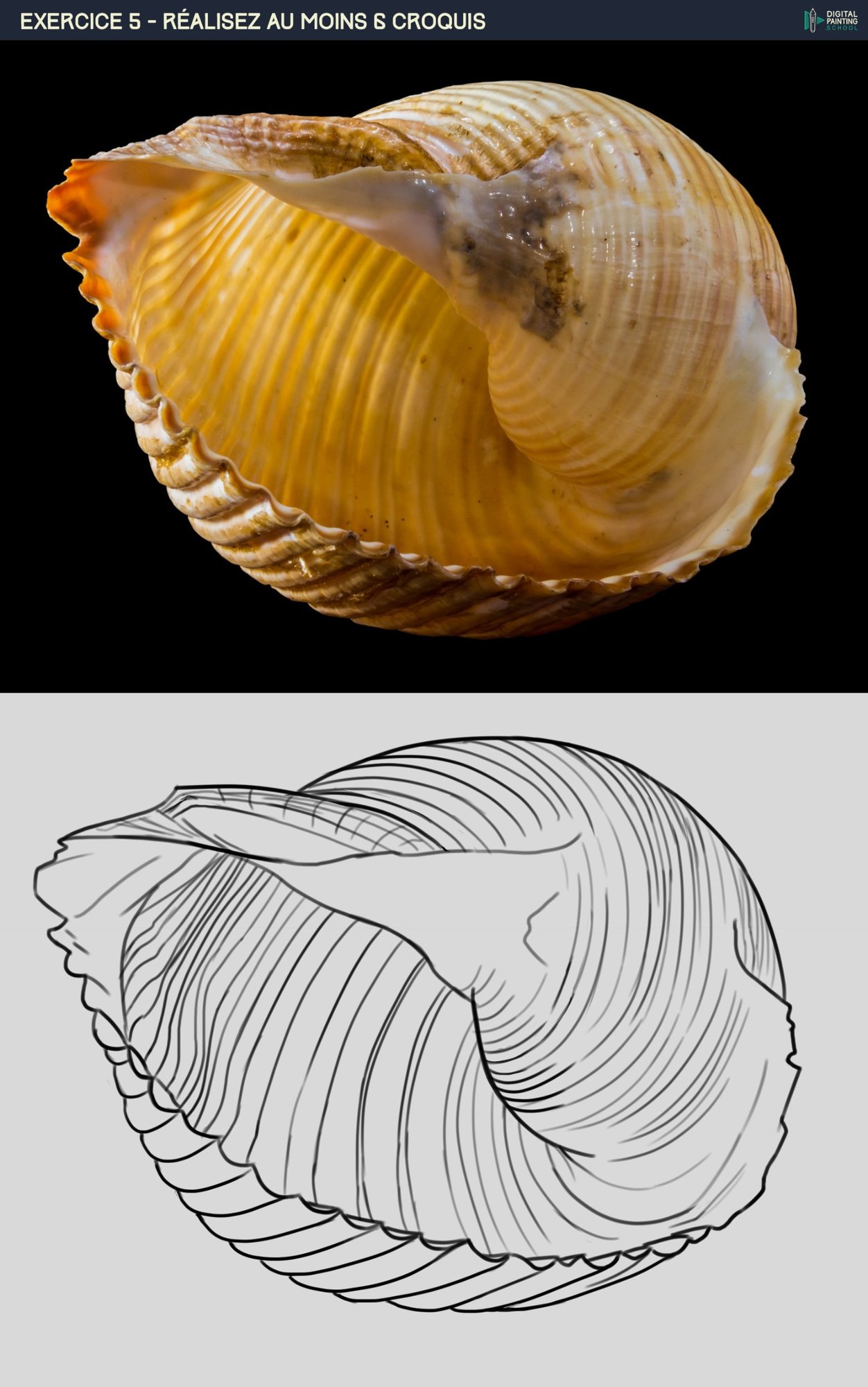 DPS-Prog-1-2-exo escargot.jpg