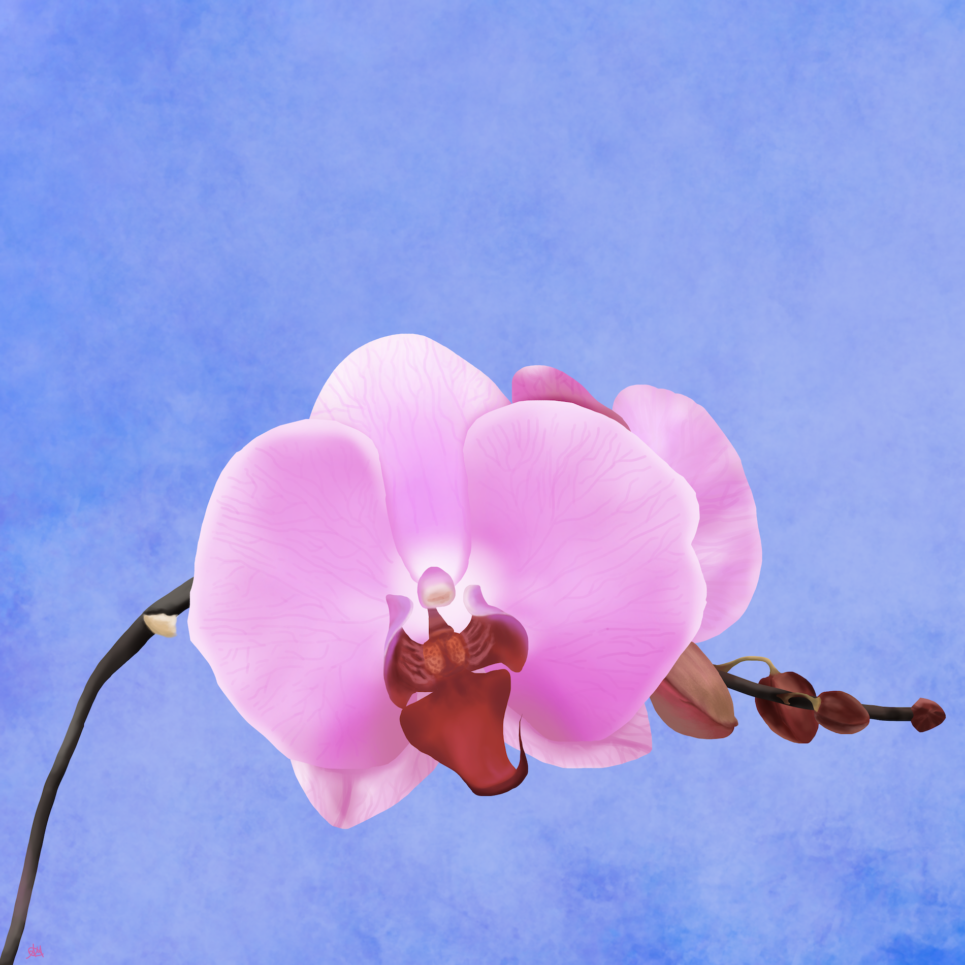 210315-Orchidee.png.64a0a76efe7b2bb1921c147ea22337e3.png