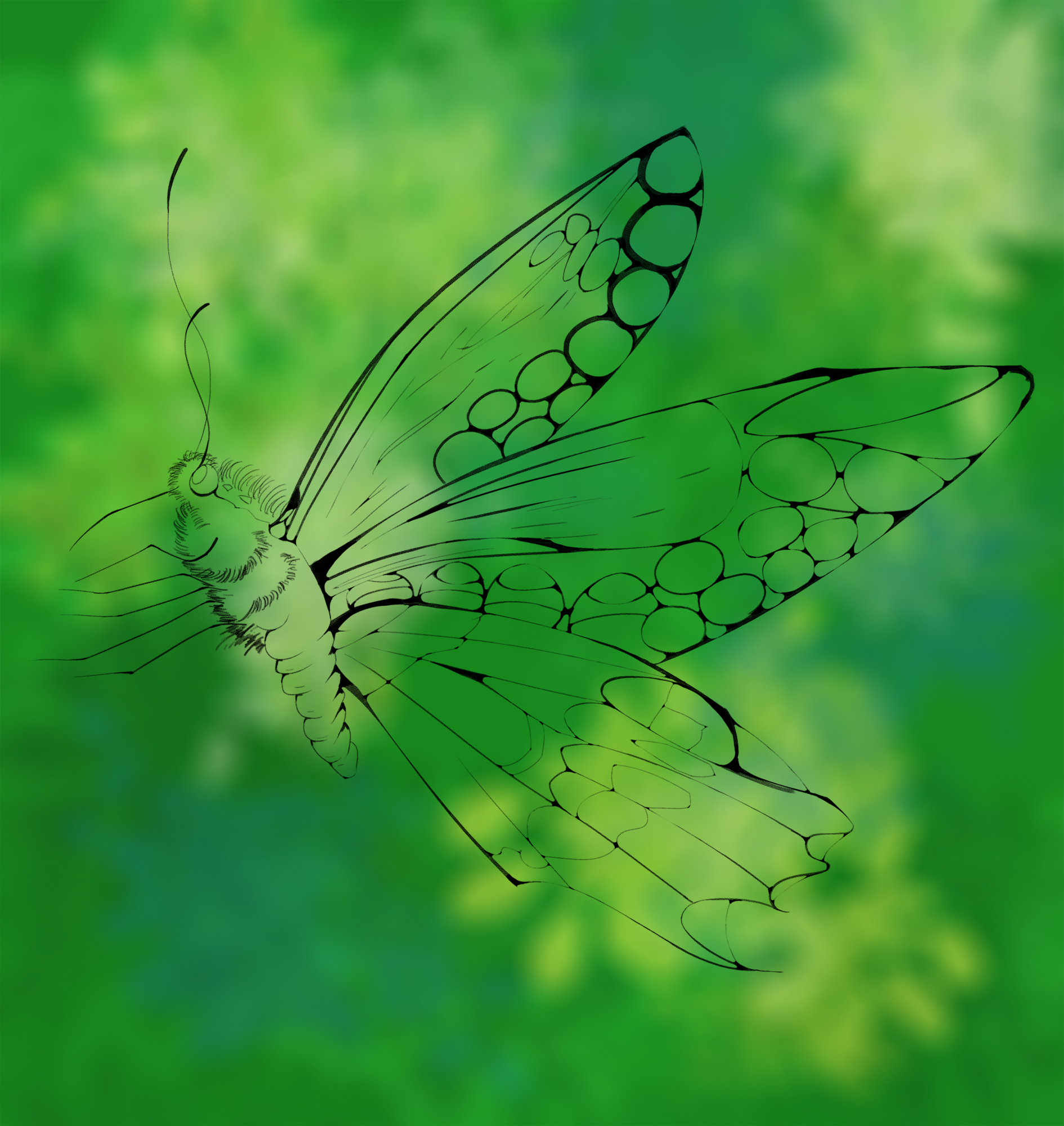 Papillons Croquis  3.png