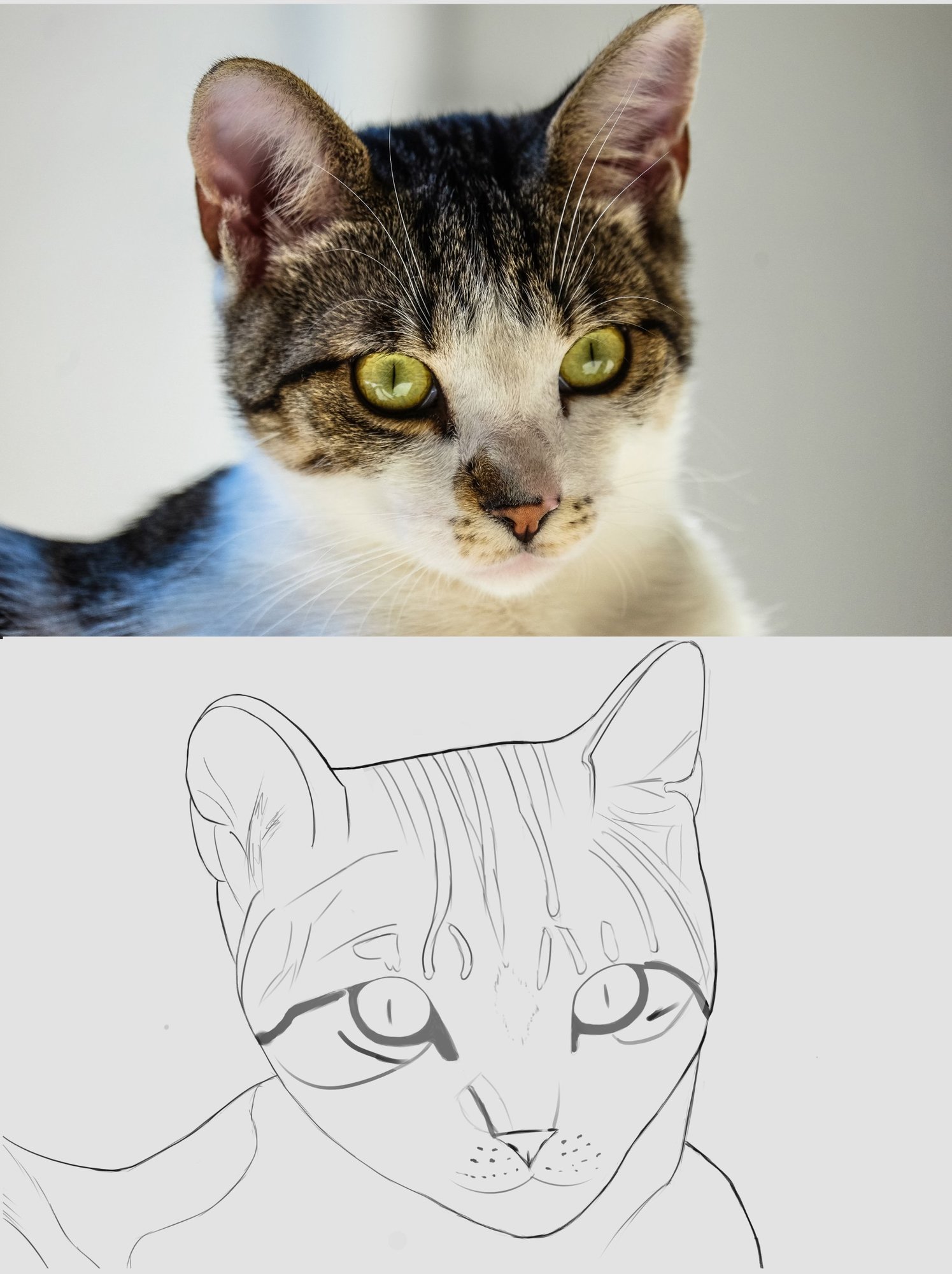 DPS-Prog-1-2-exercice chat en cours chat fini web.jpg