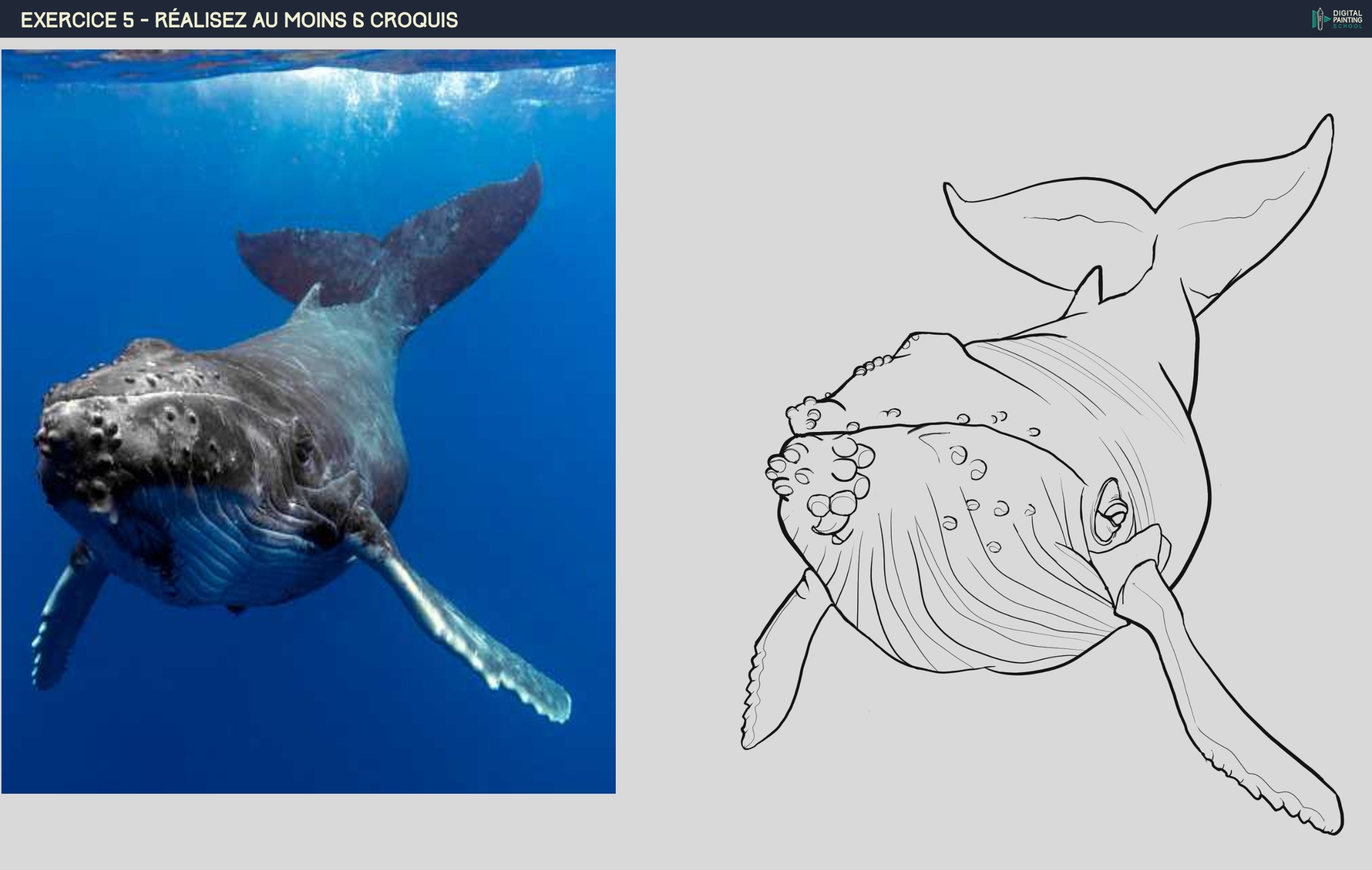 566564659_croquisbaleine.jpg.c619bdd1af6d1f8e2d94acb274517d55.jpg