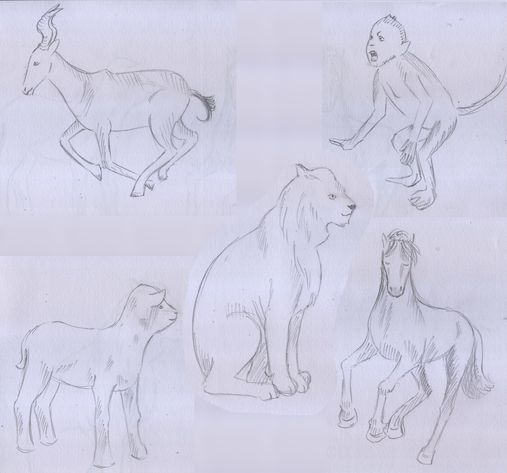 5croquis_animaux.jpg